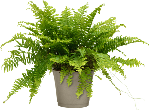 Image non disponible